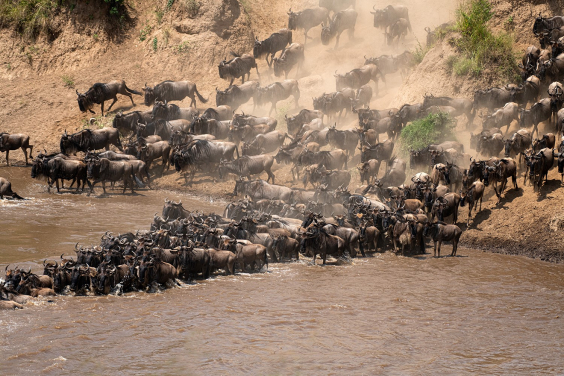 動物大遷徙：數千頭角馬一起渡過馬拉河。（謝偉倫同學攝）